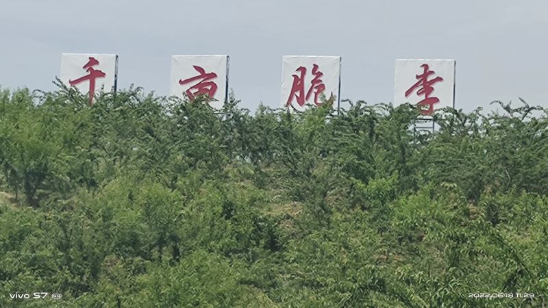 四川五月脆李子