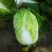 白菜4~6斤净菜，大量上市，欢迎采购