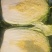 白菜4~6斤净菜，大量上市，欢迎采购