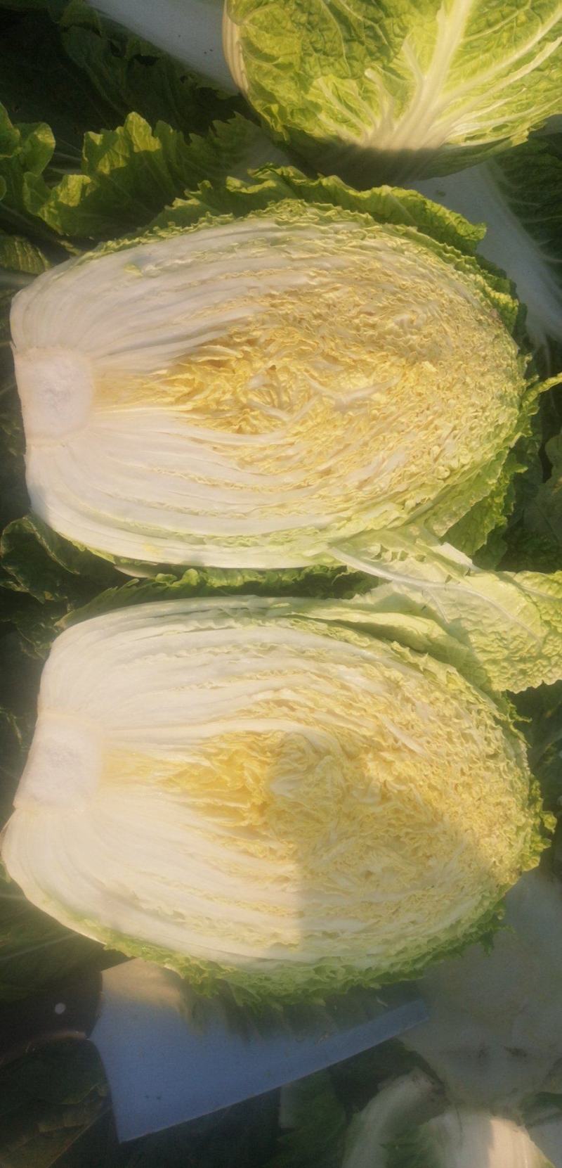 白菜4~6斤净菜，大量上市，欢迎采购