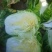 白菜4~6斤净菜，大量上市，欢迎采购
