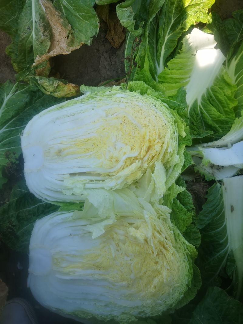 白菜4~6斤净菜，大量上市，欢迎采购