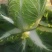 白菜4~6斤净菜，大量上市，欢迎采购