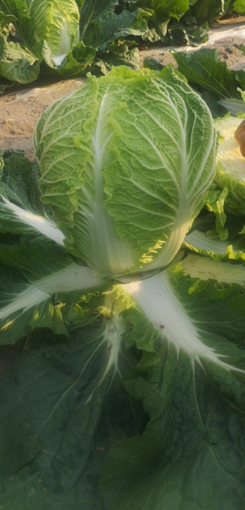 白菜4~6斤净菜，大量上市，欢迎采购