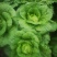 白菜4~6斤净菜，大量上市，欢迎采购