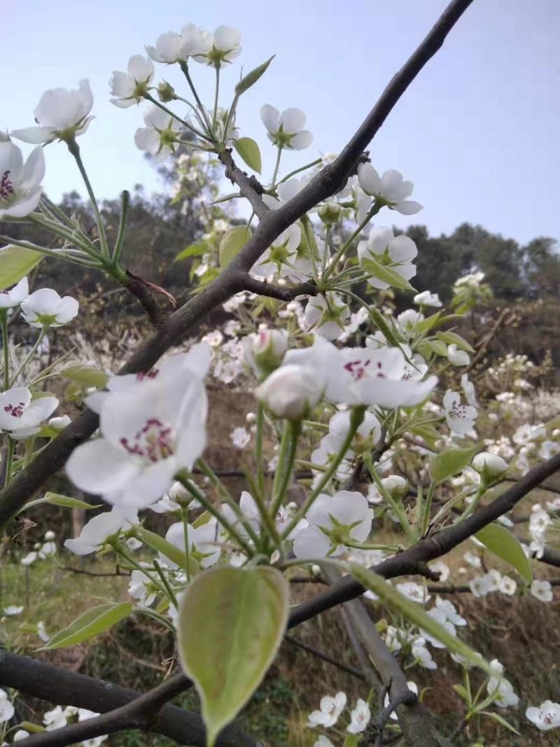 黄花梨个头饱满口感细腻水分充足产地直销大量供货欢迎询价