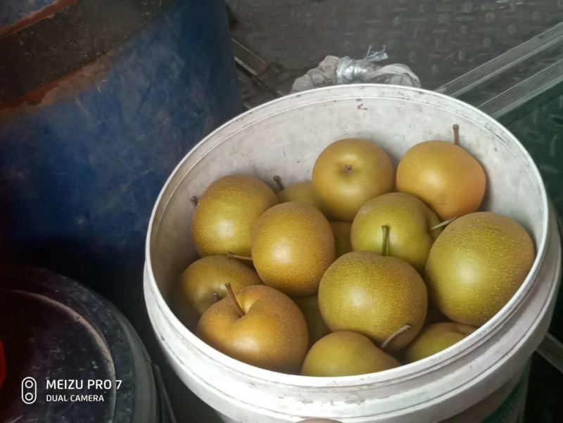 黄花梨个头饱满口感细腻水分充足产地直销大量供货欢迎询价