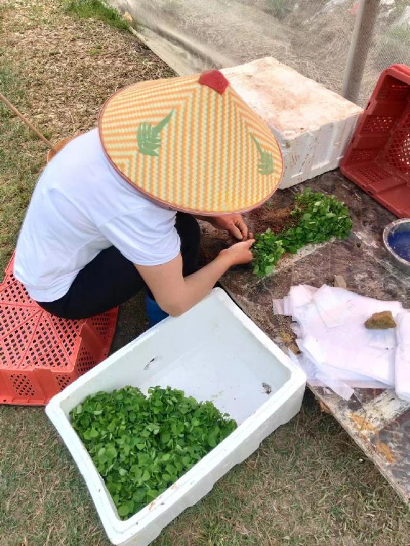 江西粉防己种苗，地道药材，一手货源