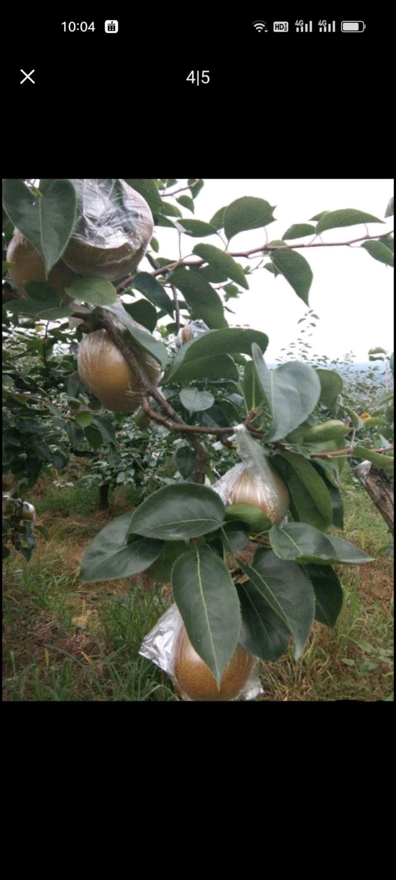 黄花梨个头饱满口感细腻水分充足产地直销大量供货欢迎询价