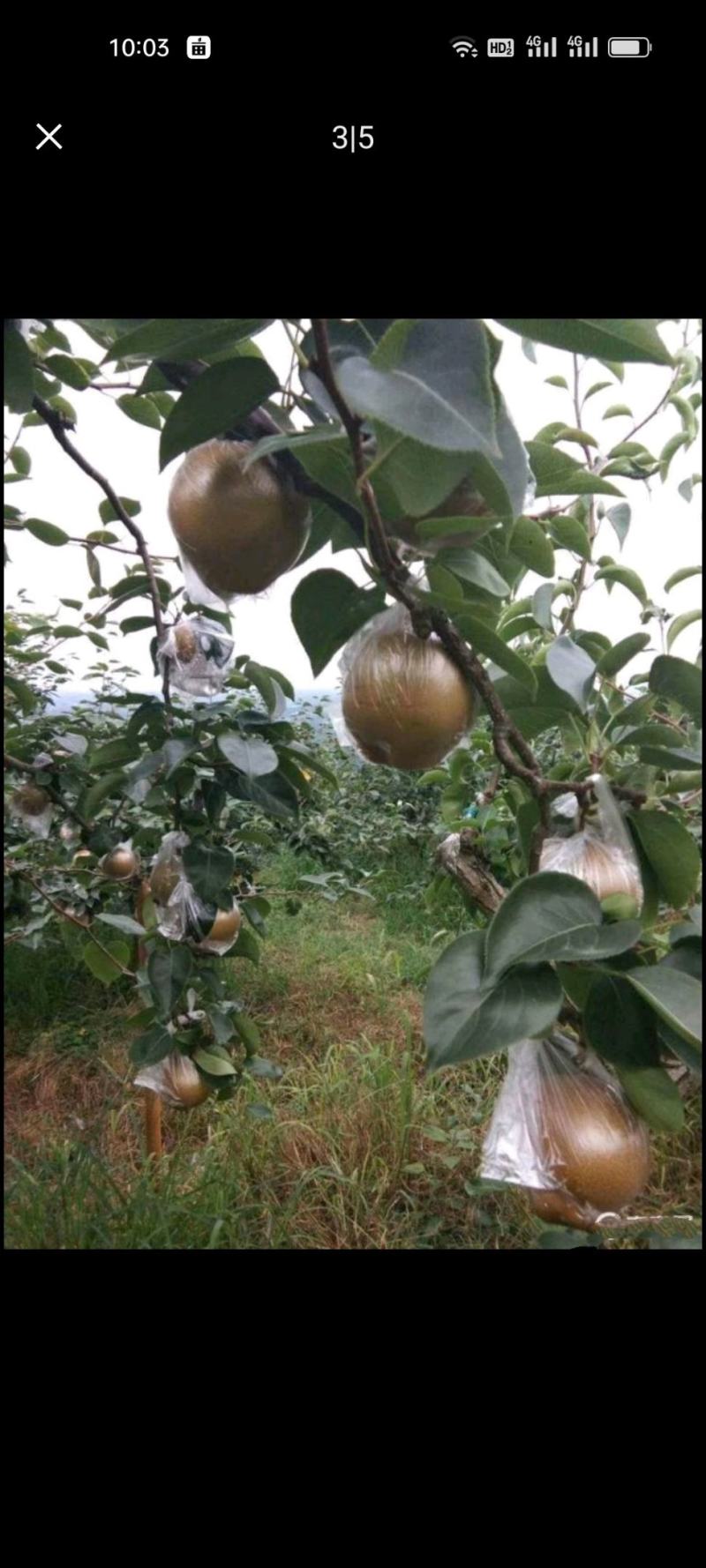 黄花梨个头饱满口感细腻水分充足产地直销大量供货欢迎询价