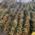 广东黄皮果大量上市，皮薄肉厚，甜甘香浓