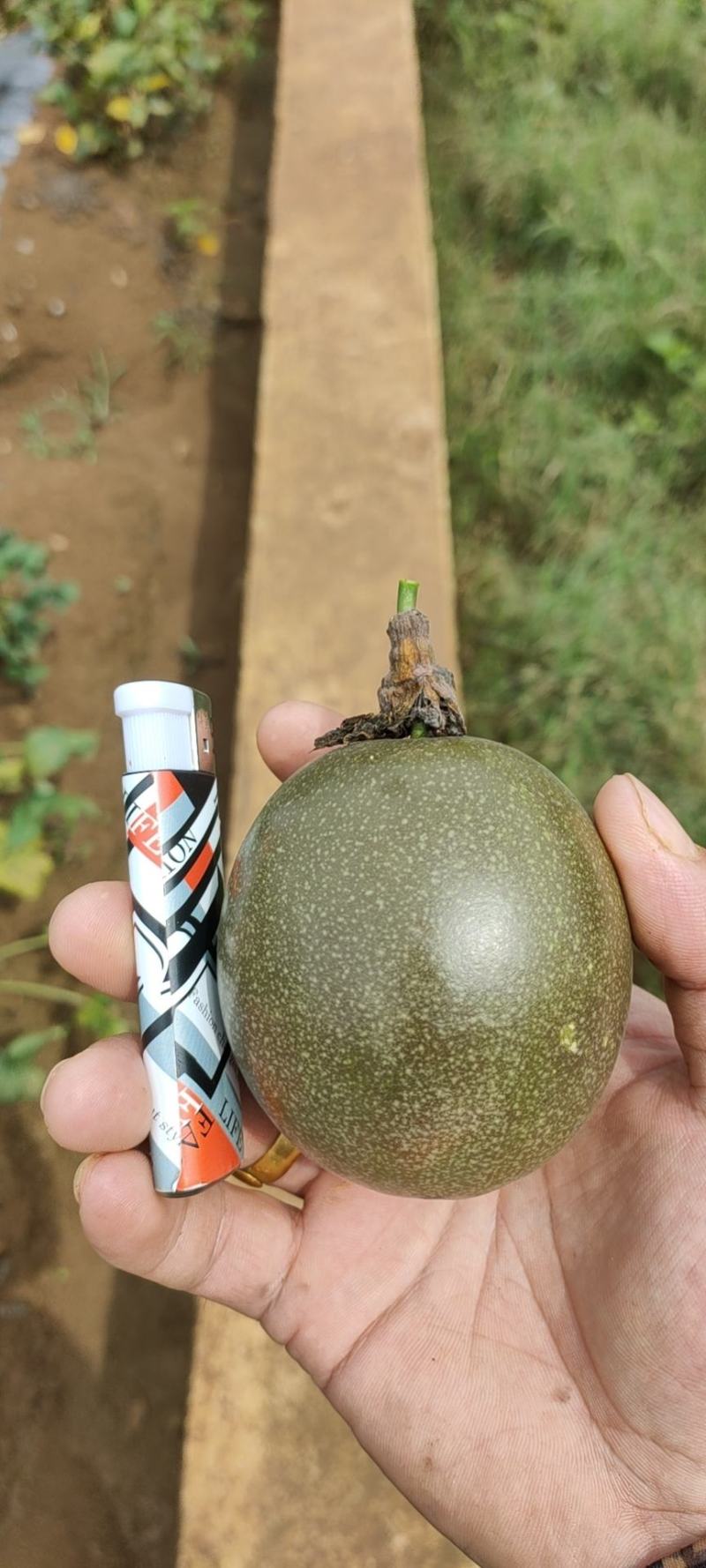 百香果，寻找老板长期合作，