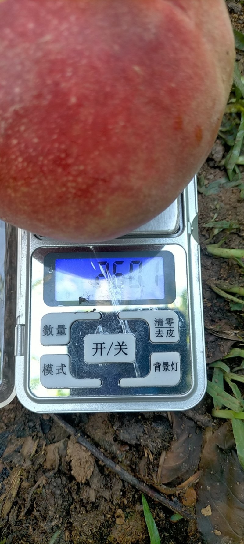 突围毛桃大量上市价优质量好欢迎新老客户前来选购