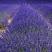 薰衣草种子四季开花易活普罗旺斯花种花海绿化草花种子