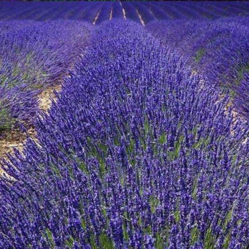 薰衣草种子四季开花易活普罗旺斯花种花海绿化草花种子