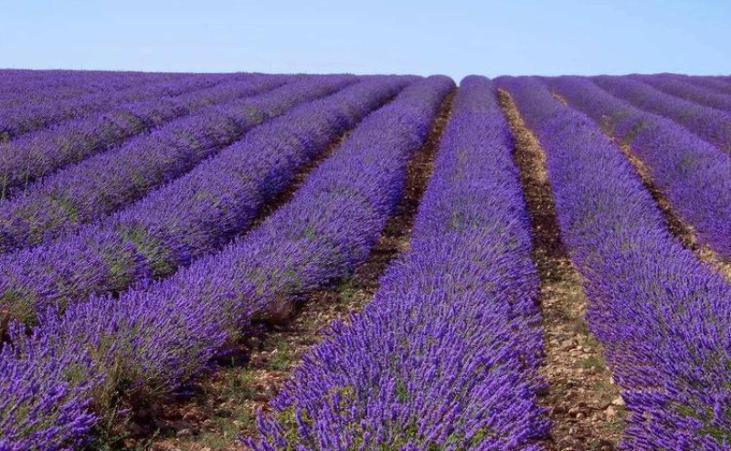 薰衣草种子四季开花易活普罗旺斯花种花海绿化草花种子