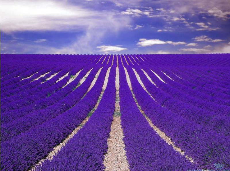 薰衣草种子四季开花易活普罗旺斯花种花海绿化草花种子