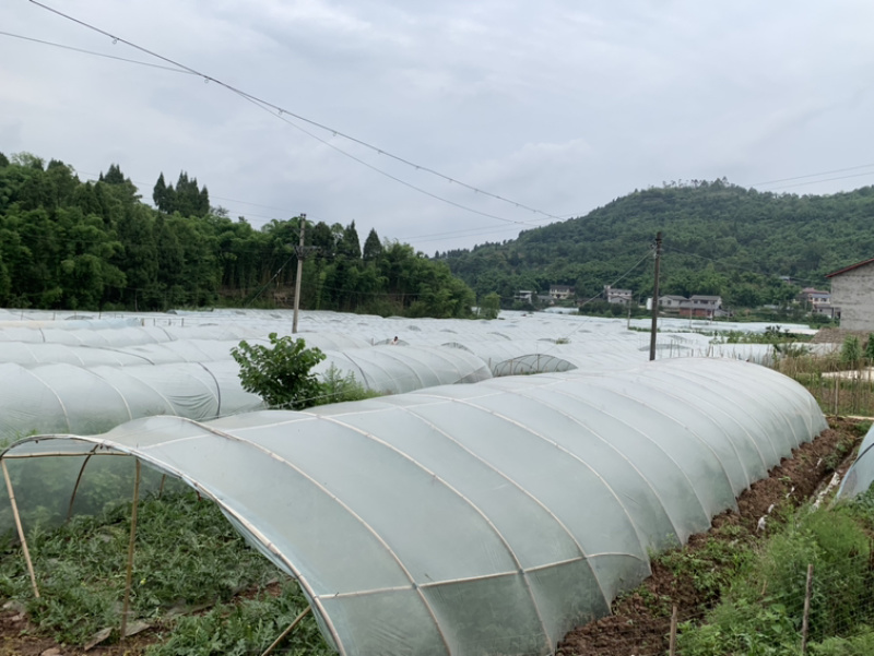 解氏精品刻字美都西瓜新地直生苗大棚头茬瓜质量三包