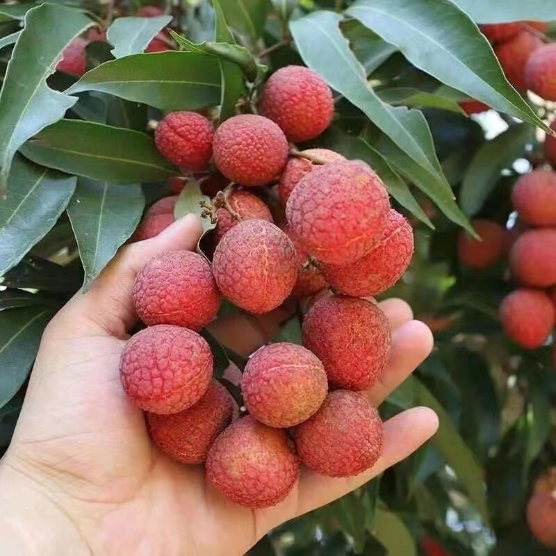 妃子笑白糖婴黑叶荔枝，大量接一件代发，团购
