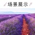 薰衣草种子四季盆栽薰衣草香草种子花卉种子花籽花草花种子