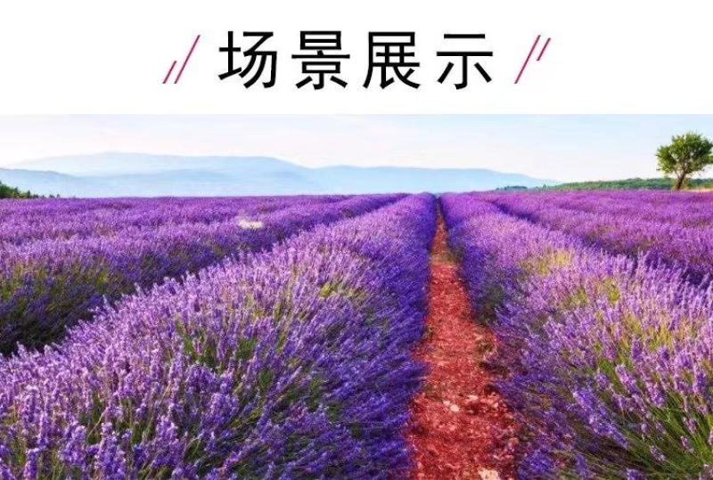 薰衣草种子四季盆栽薰衣草香草种子花卉种子花籽花草花种子