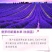薰衣草种子四季盆栽薰衣草香草种子花卉种子花籽花草花种子