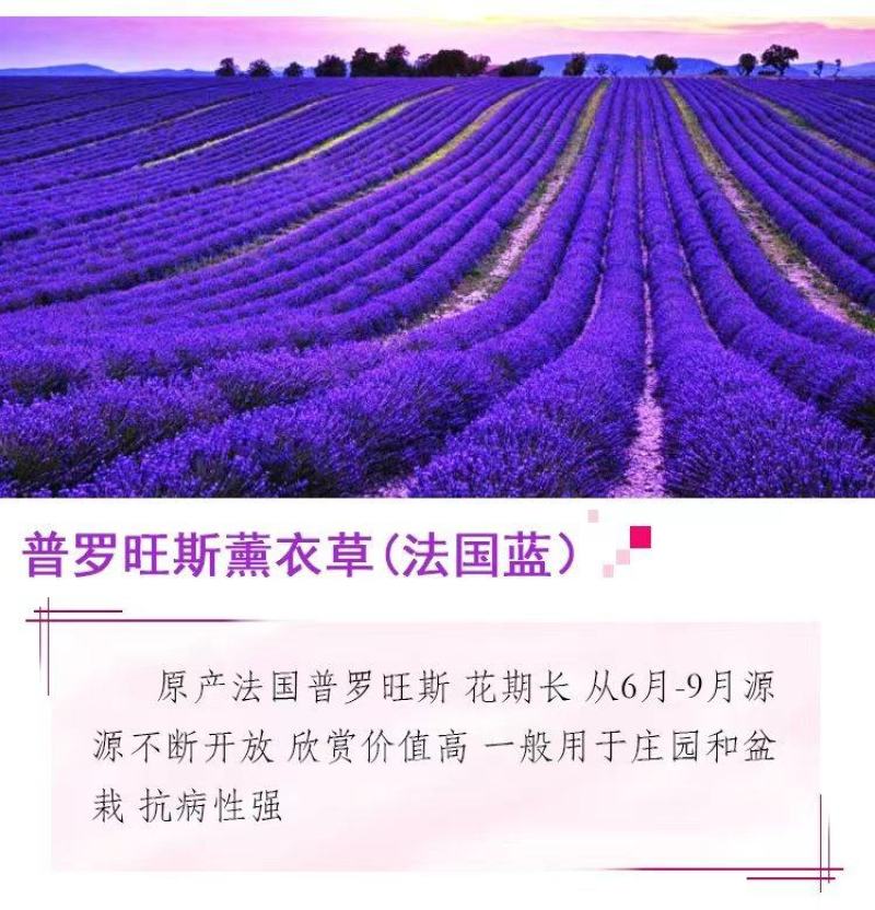 薰衣草种子四季盆栽薰衣草香草种子花卉种子花籽花草花种子