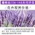 薰衣草种子四季盆栽薰衣草香草种子花卉种子花籽花草花种子