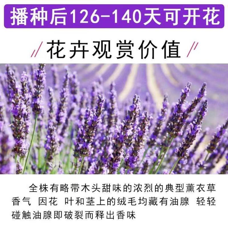 薰衣草种子四季盆栽薰衣草香草种子花卉种子花籽花草花种子