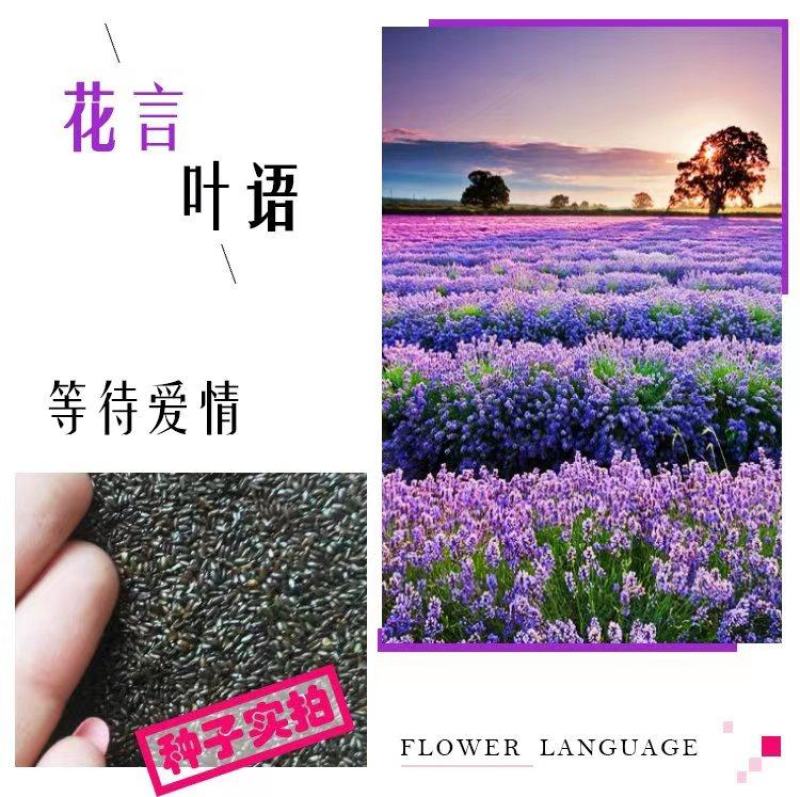薰衣草种子四季盆栽薰衣草香草种子花卉种子花籽花草花种子