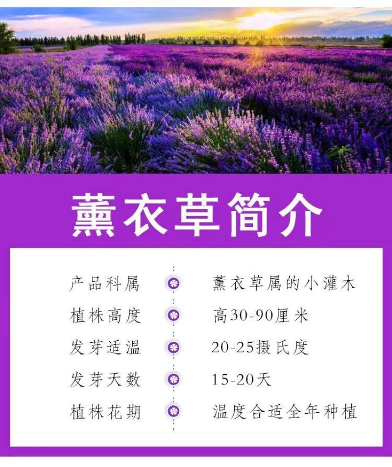 薰衣草种子四季盆栽薰衣草香草种子花卉种子花籽花草花种子