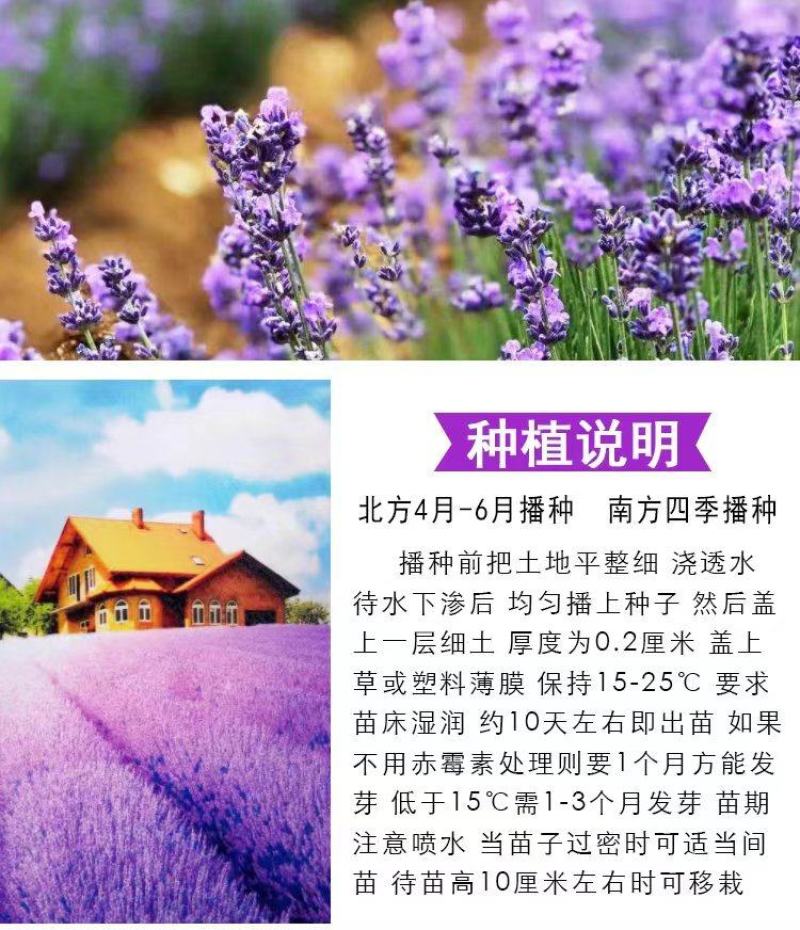 薰衣草种子四季盆栽薰衣草香草种子花卉种子花籽花草花种子