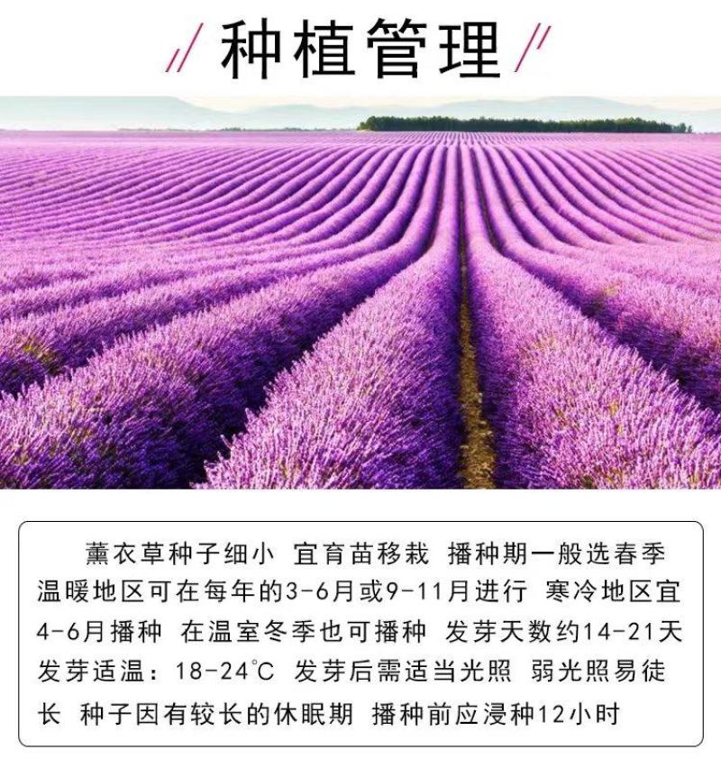 薰衣草种子四季盆栽薰衣草香草种子花卉种子花籽花草花种子