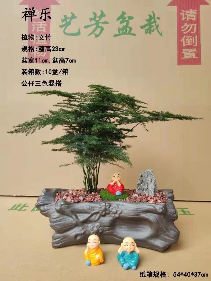 文竹盆景基地直销精品盆栽全国一件代发物美价廉产品好服务好