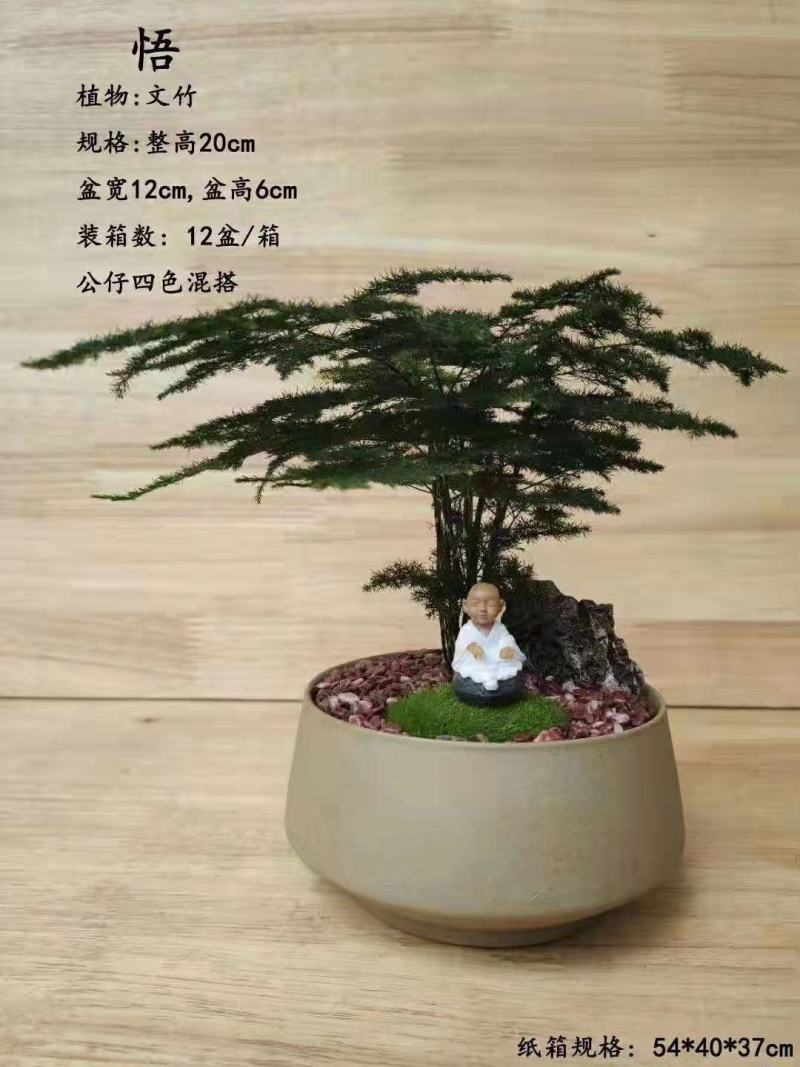 文竹盆景基地直销精品盆栽全国一件代发物美价廉产品好服务好