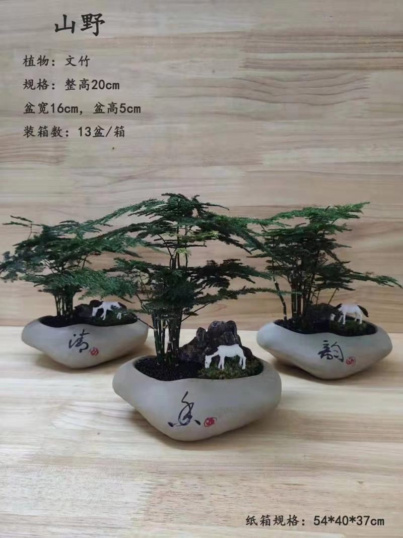 文竹盆景基地直销精品盆栽全国一件代发物美价廉产品好服务好