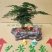 文竹盆景基地直销精品盆栽全国一件代发物美价廉产品好服务好
