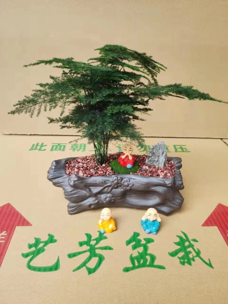 文竹盆景基地直销精品盆栽全国一件代发物美价廉产品好服务好