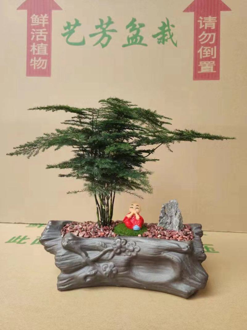 文竹盆景基地直销精品盆栽全国一件代发物美价廉产品好服务好