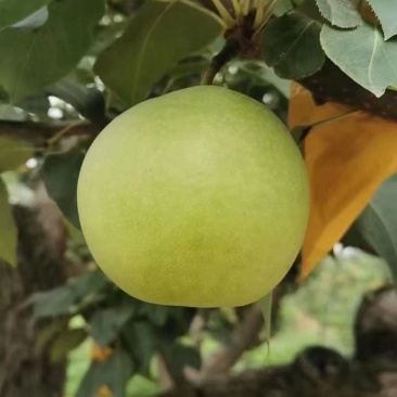 白宝石梨！绿宝石梨！黄金梨！风水梨