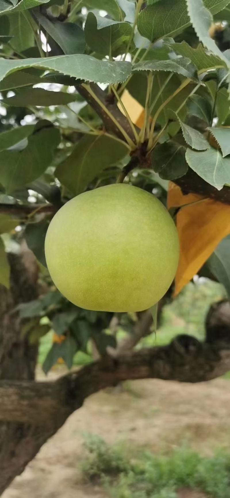 白宝石梨！绿宝石梨！黄金梨！风水梨