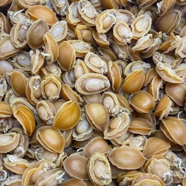 鲍鱼干，大连鲍，干鲍鱼，炖汤鲍鱼
