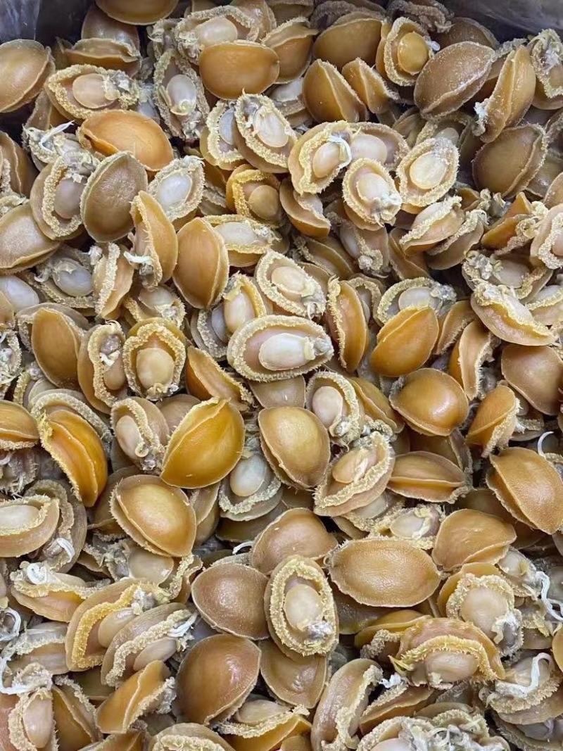 鲍鱼干，大连鲍，干鲍鱼，炖汤鲍鱼