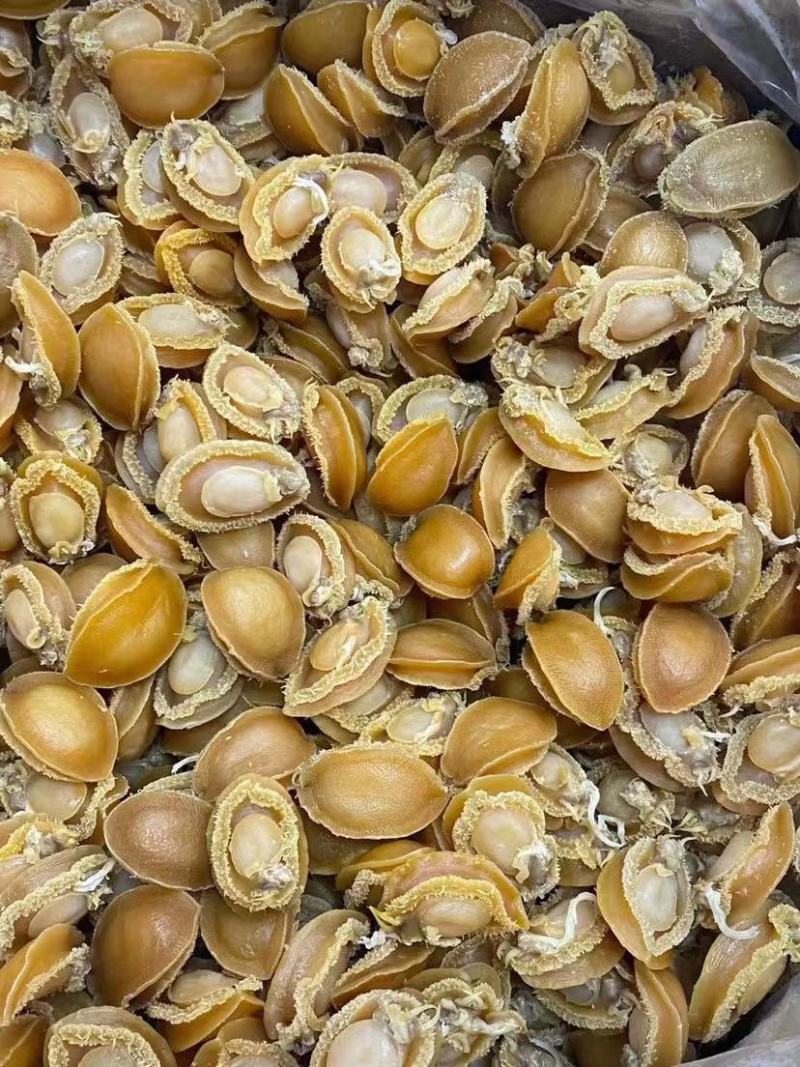 鲍鱼干，大连鲍，干鲍鱼，炖汤鲍鱼