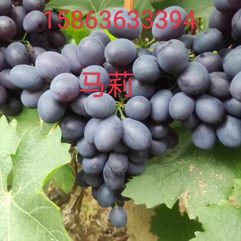 半截楼玫瑰香葡萄上市，口感好，表光亮，人工疏果，