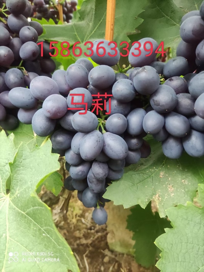 玫瑰香葡萄上市有意收购的电话联系