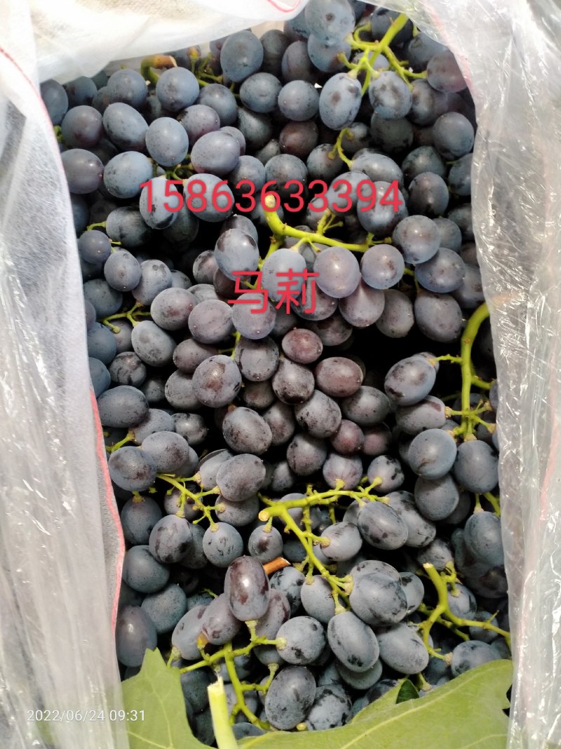 玫瑰香葡萄上市有意收购的电话联系