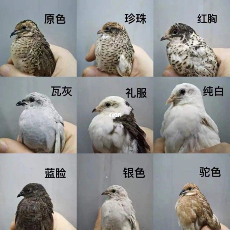 芦丁鸡