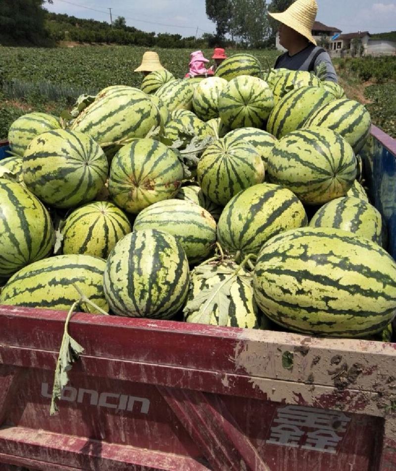 城固西农8号，坡地瓜个头好，瓜型号，皮薄肉甜，10斤打底
