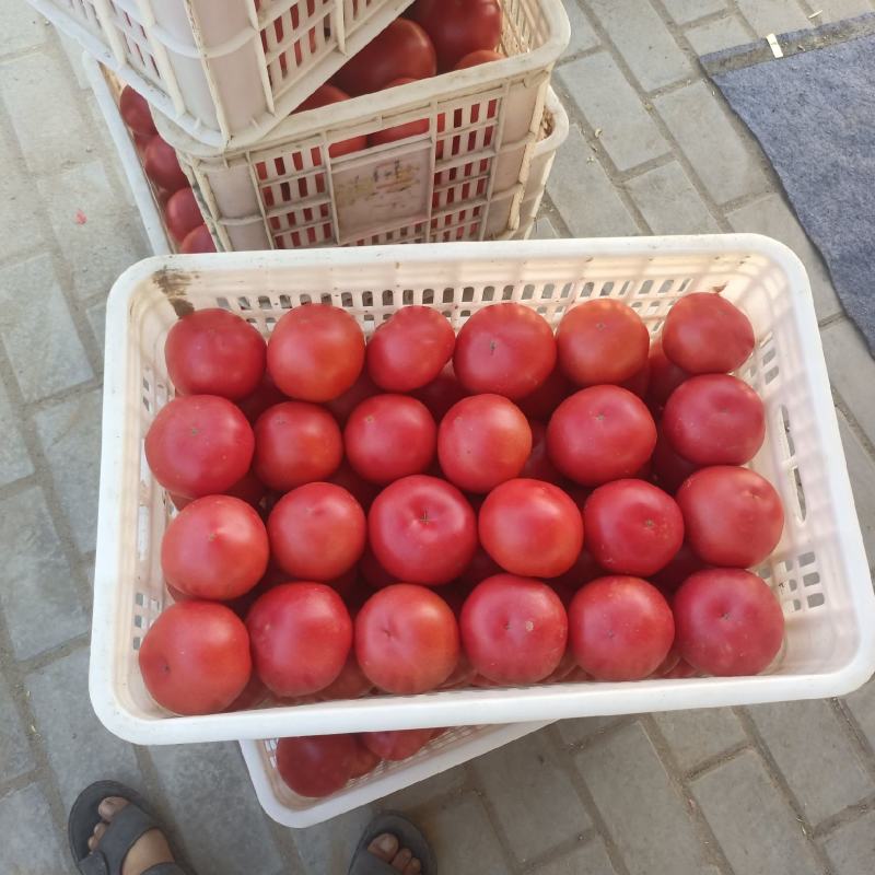硬粉西红柿